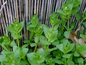 Chickweed: Caregiver to earth, others