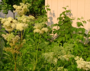 The kinds of distractions I love include watching the interaction between insects (honeybees, in this case) and plants like this meadowsweet (Filipendula ulmaria).