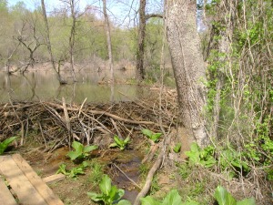 Skunk cabbages and beaver dam at Bacon Ridge, Crownsville, Md.