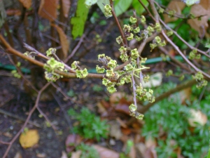 Witch hazels (Hamamelis virginiana) flower about this time of year.